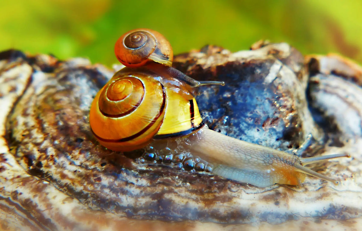 Snail Mucin 101: The Secret to ’K-Beauty Glow’ (Even in Humid Durban)