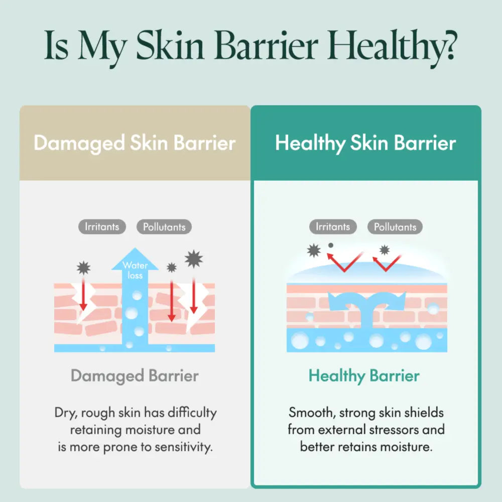 Educational infographic comparing healthy and damaged skin barrier with mighty bamboo panthenol cream 100ml diagrams